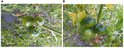 Application of amodal segmentation for shape reconstruction and occlusion recovery in occluded tomatoes